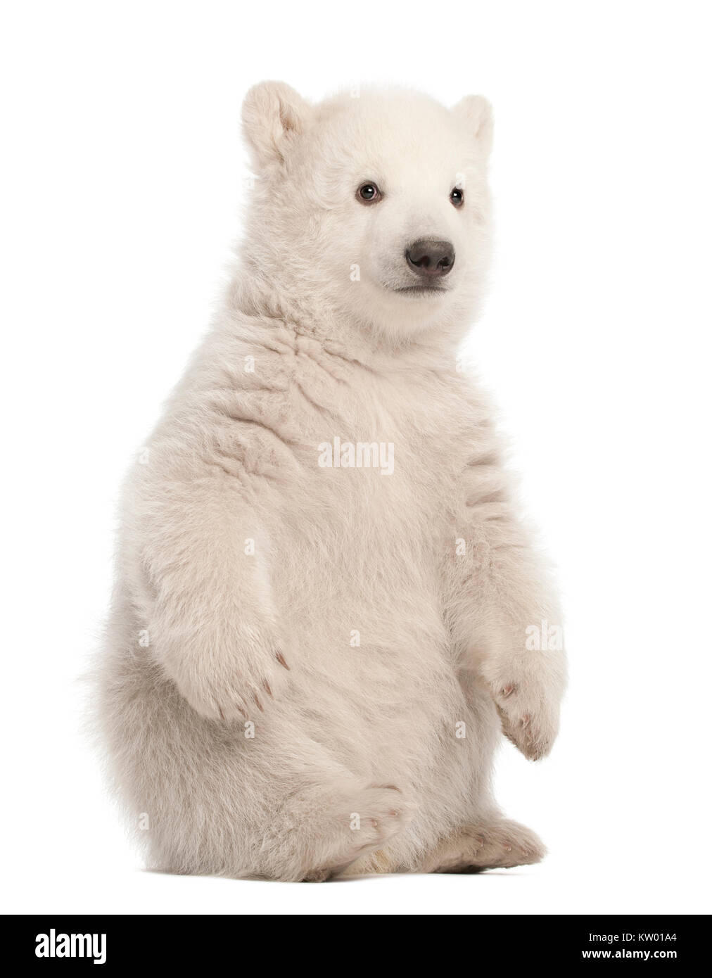 Polar Bear Cub, Ursus maritimus, 3 mesi di età, seduti contro uno sfondo bianco Foto Stock
