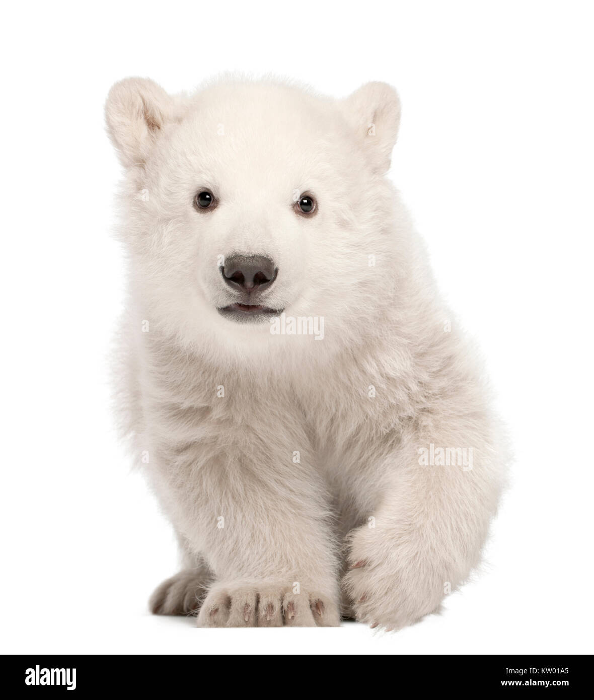 Polar Bear Cub, Ursus maritimus, 3 mesi di età, in piedi contro lo sfondo bianco Foto Stock