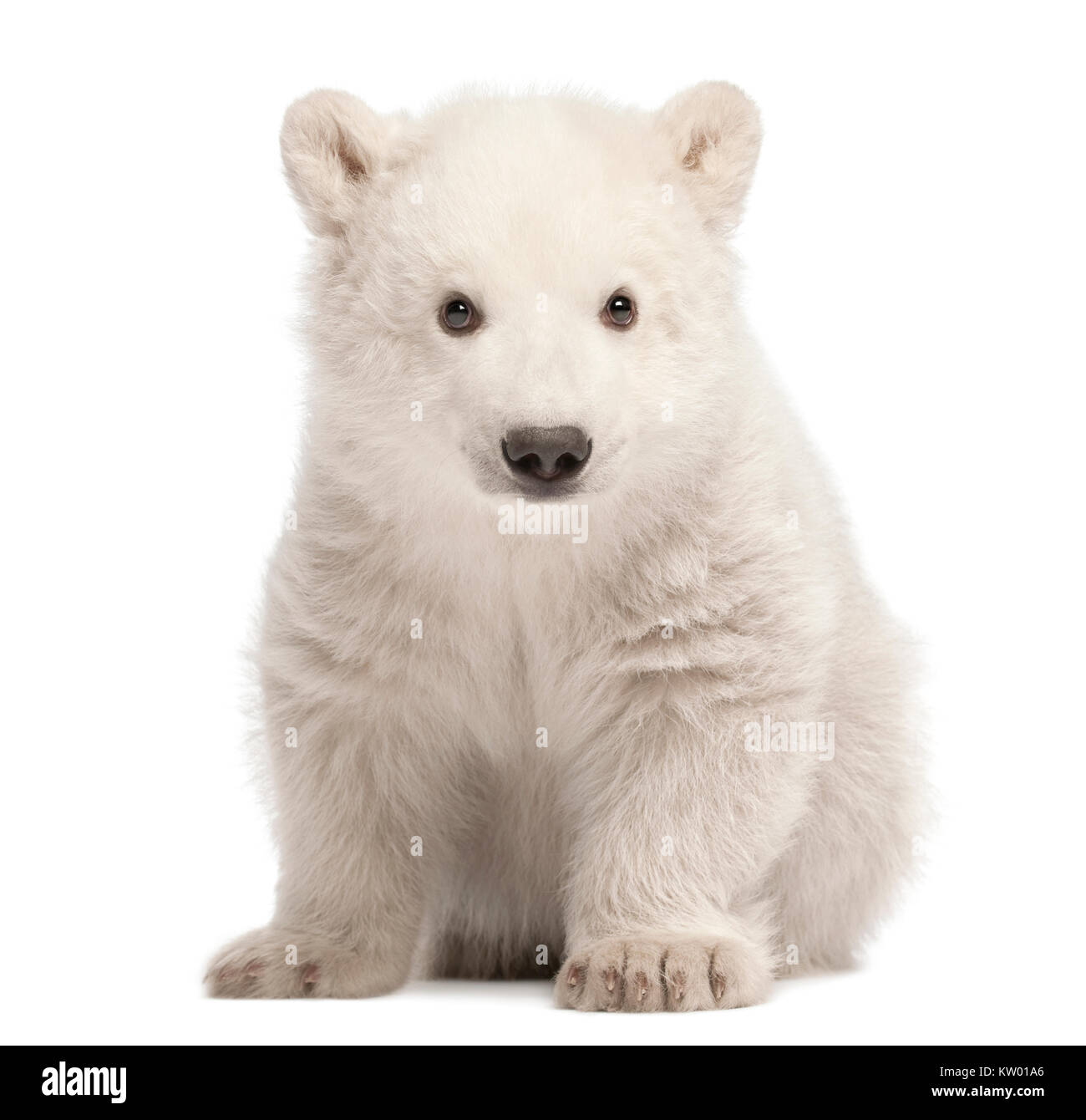 Polar Bear Cub, Ursus maritimus, 3 mesi di età, seduti contro uno sfondo bianco Foto Stock