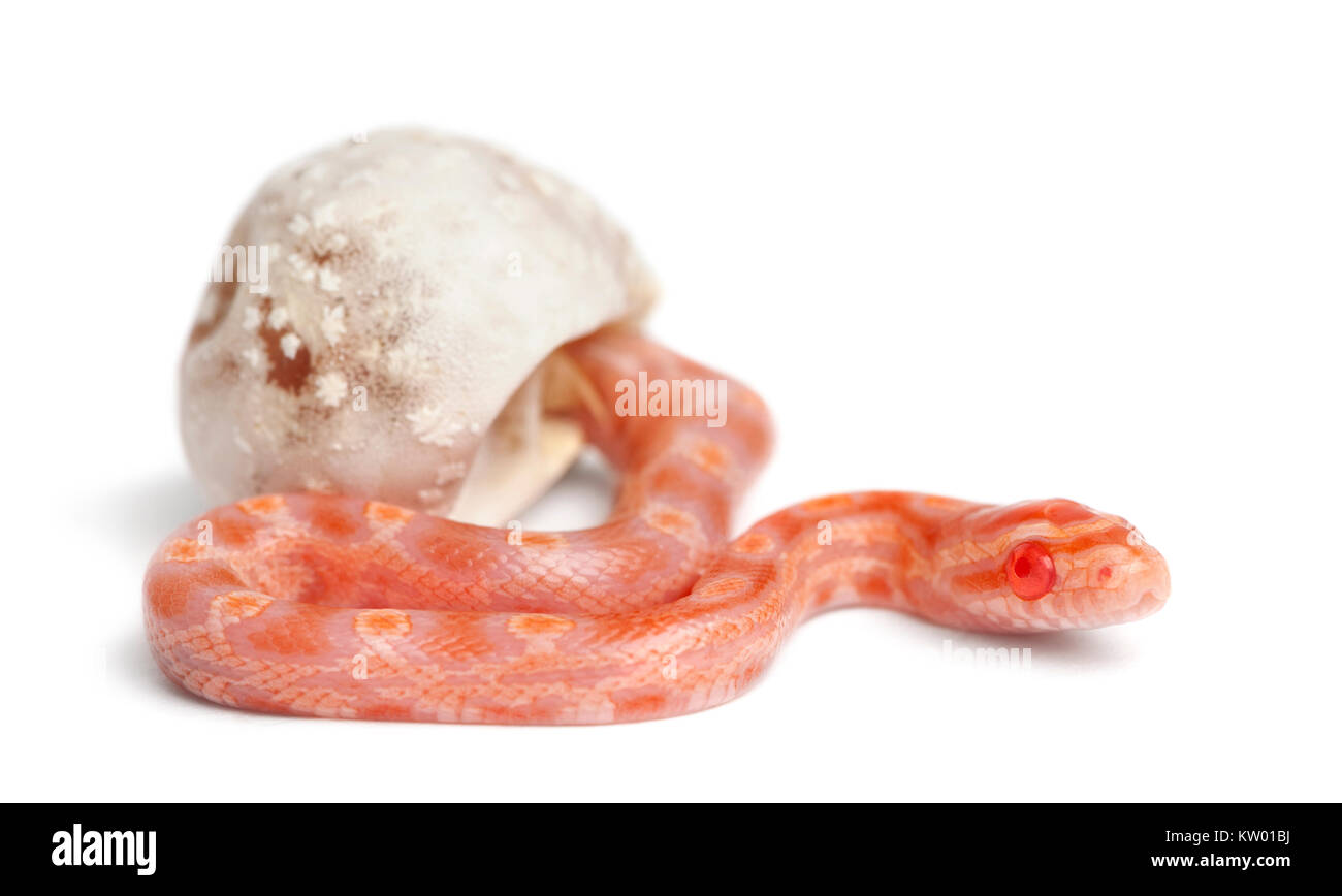 Mais da cova di serpente ("okeetee degli albini è il colore) - Pantherophis guttatus guttatus, conosciuto anche come rosso serpente di ratto Foto Stock