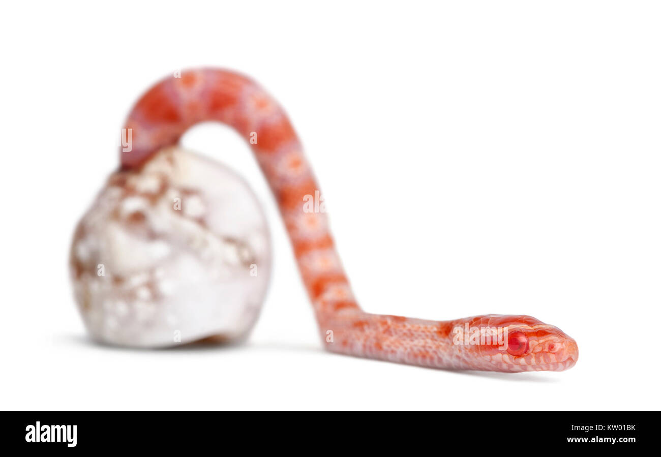Mais da cova di serpente ("okeetee degli albini è il colore) - Pantherophis guttatus guttatus, conosciuto anche come rosso serpente di ratto Foto Stock