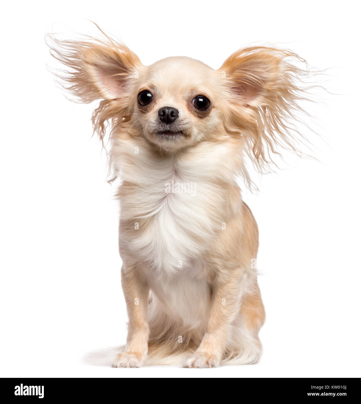 Chihuahua in seduta il vento contro uno sfondo bianco Foto Stock