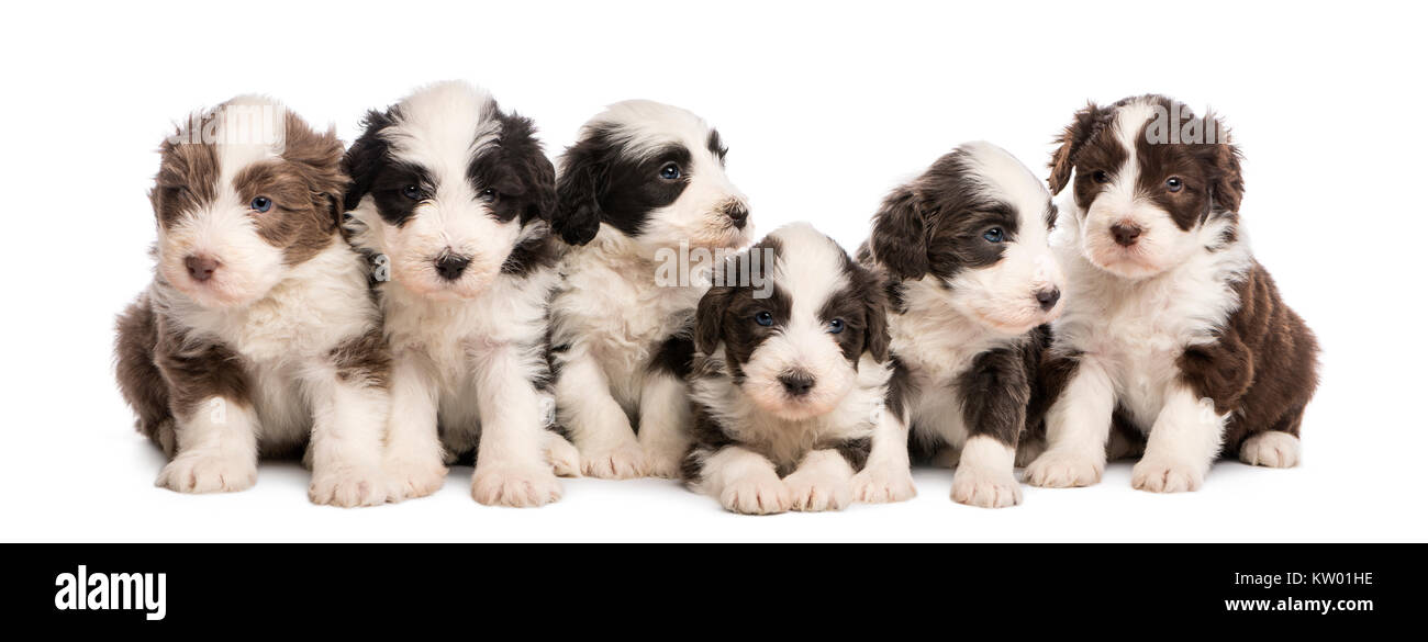 Gruppo di barbuto Cuccioli Collie, 6 settimane di età, a sedere in una fila contro uno sfondo bianco Foto Stock