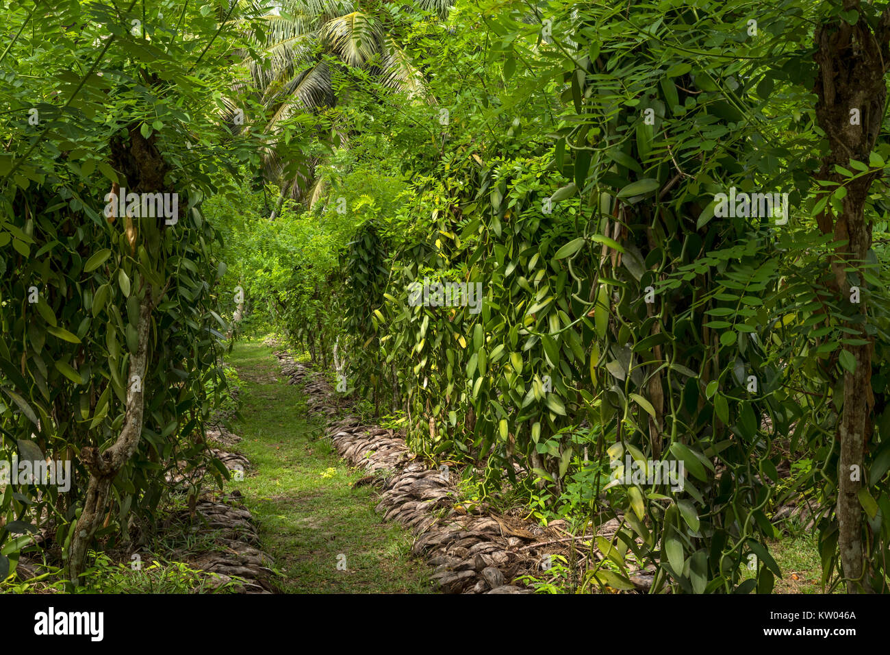 La vaniglia (Vanilla planifolia), Orchidaceae, piantagione di vaniglia in L'Union Station Wagon Farm Foto Stock