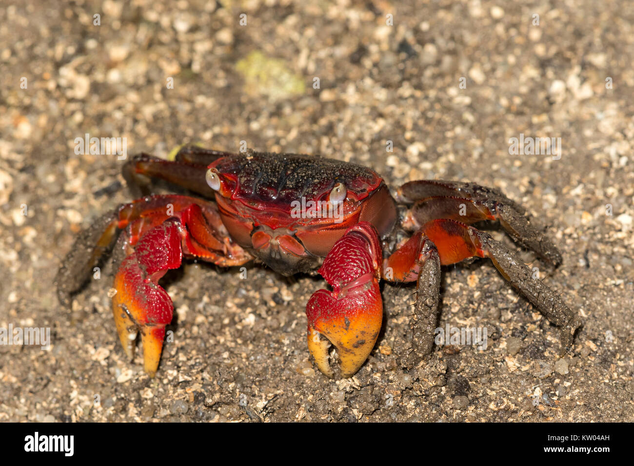 Granseola (Neosarmatium meinerti), Sesarmidae Foto Stock