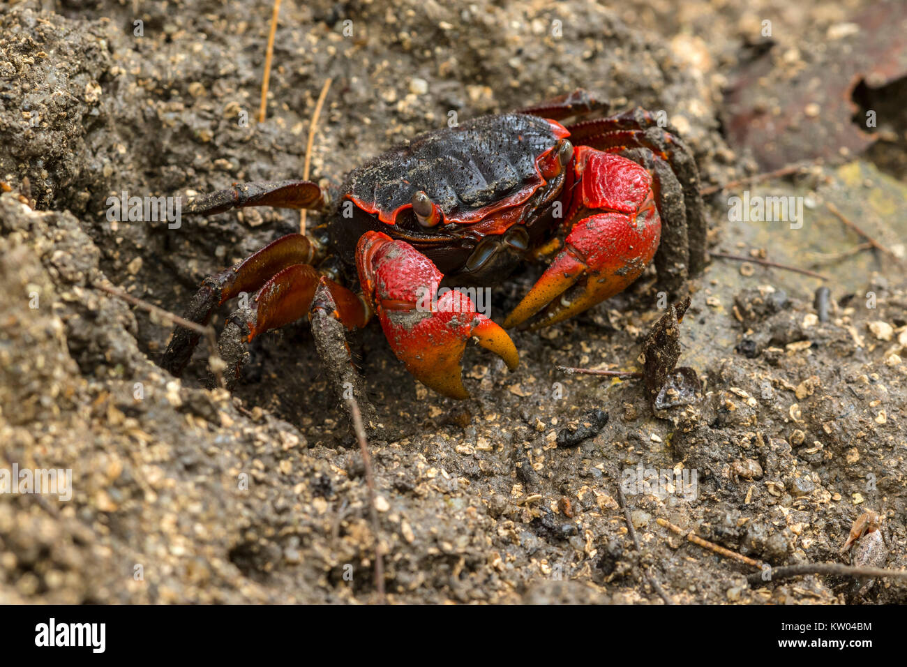 Granseola (Neosarmatium meinerti), Sesarmidae Foto Stock