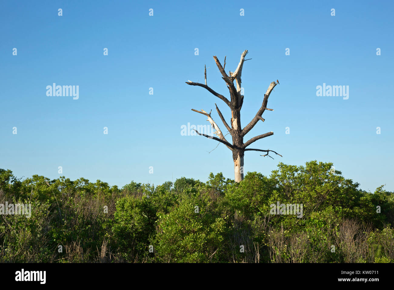 NC01170-00...North Carolina - lo scheletro di un albero che sovrasta il pennello lungo le rive di una zona paludosa ai Bodie Island Lighthouse.da soli Foto Stock