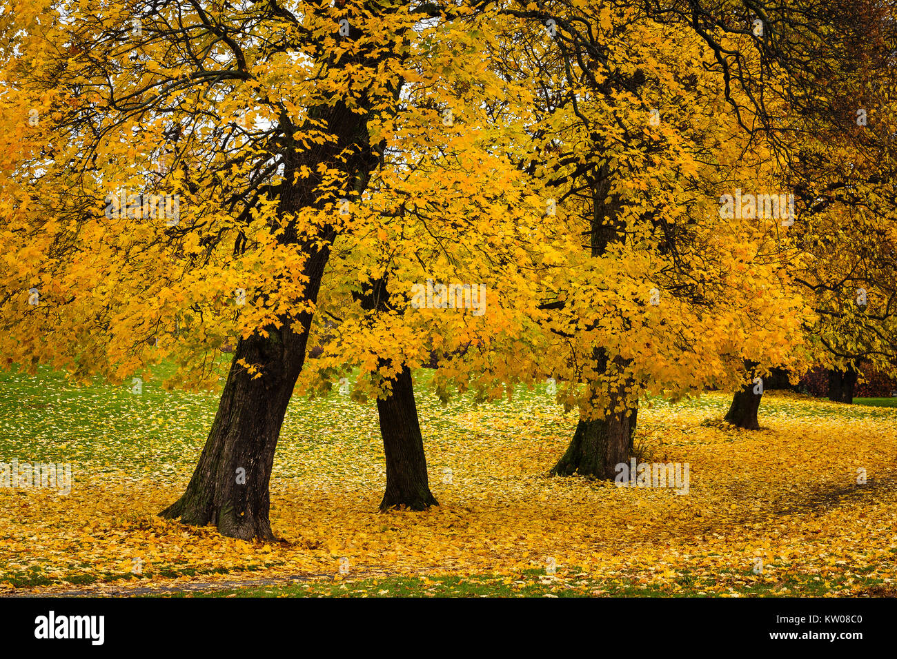 Colori autunnali in Vigelandsparken a Oslo, Norvegia. Foto Stock