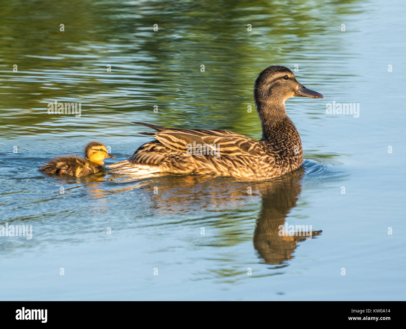 Una femmina di Mallard duck e il suo giovane anatroccolo nuotare Foto Stock