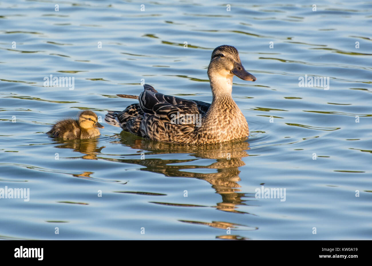 Una femmina di Mallard duck e il suo giovane anatroccolo nuotare Foto Stock