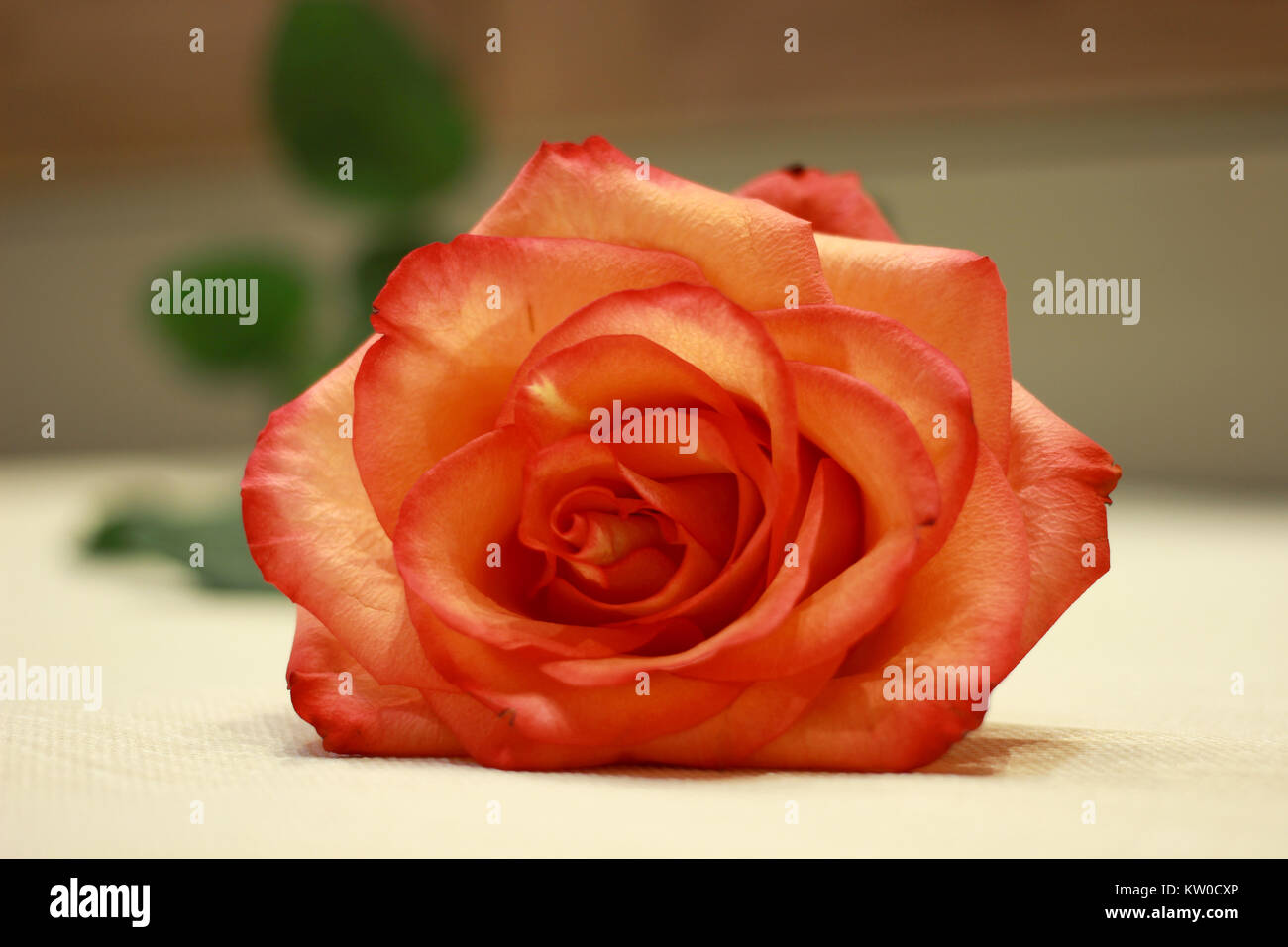 fiore di rosa rosso Foto Stock