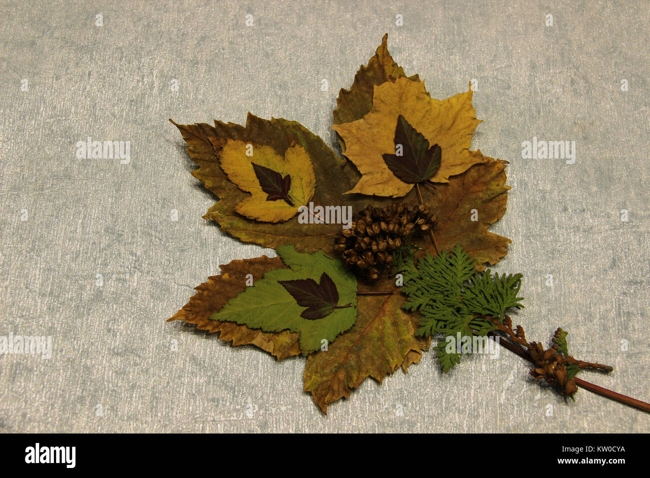 Maple Leaf in autmn Foto Stock