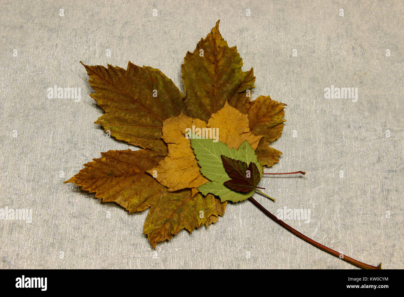 Maple Leaf in autmn Foto Stock