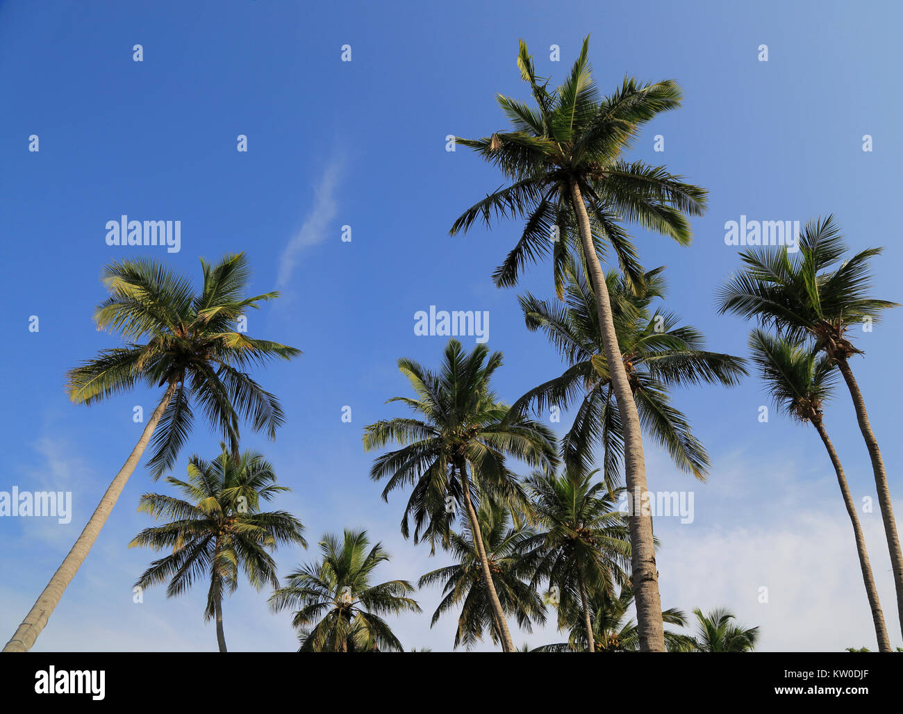 Palme di cocco crescono sulla spiaggia sabbiosa area, Nilavelli, Trincomalee, Sri Lanka, Asia Foto Stock