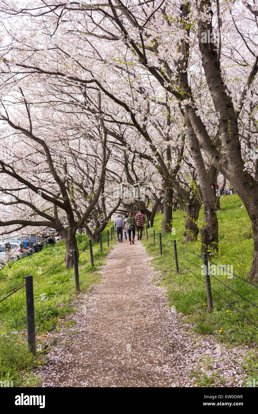Cherry Blossom Festival, Gongendo, Satte City, nella prefettura di Saitama, Giappone Foto Stock