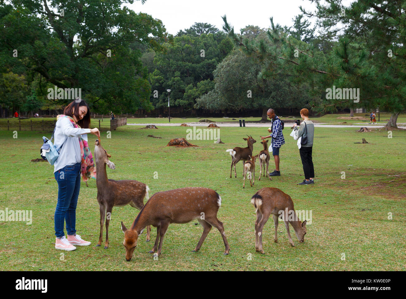 Visitatori e cervi selvatici nella città di Nara, un importante destinazione turistica in Giappone Foto Stock
