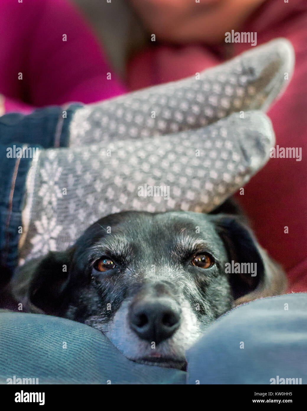 Cane con ragazze piedi appoggiati su di lui Foto Stock