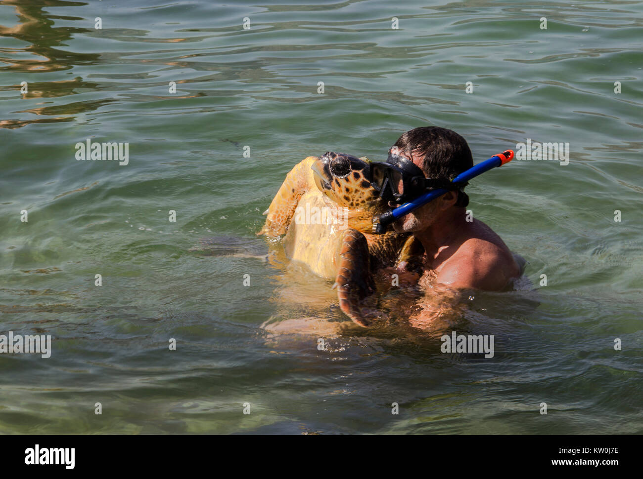 Diver gioca con le tartarughe di mare Foto Stock