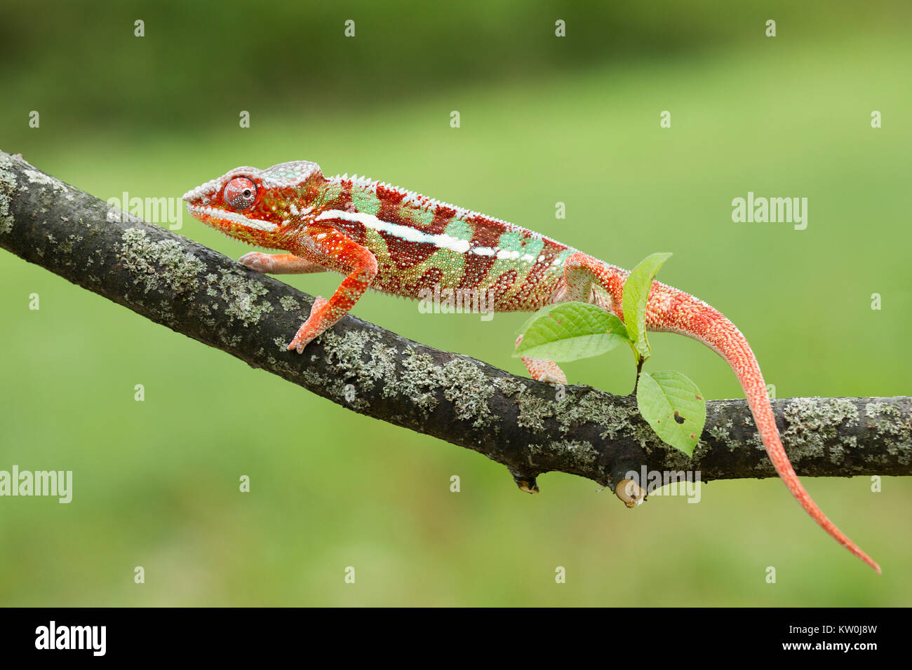 Panther Chameleon, Furcifer pardalis Foto Stock