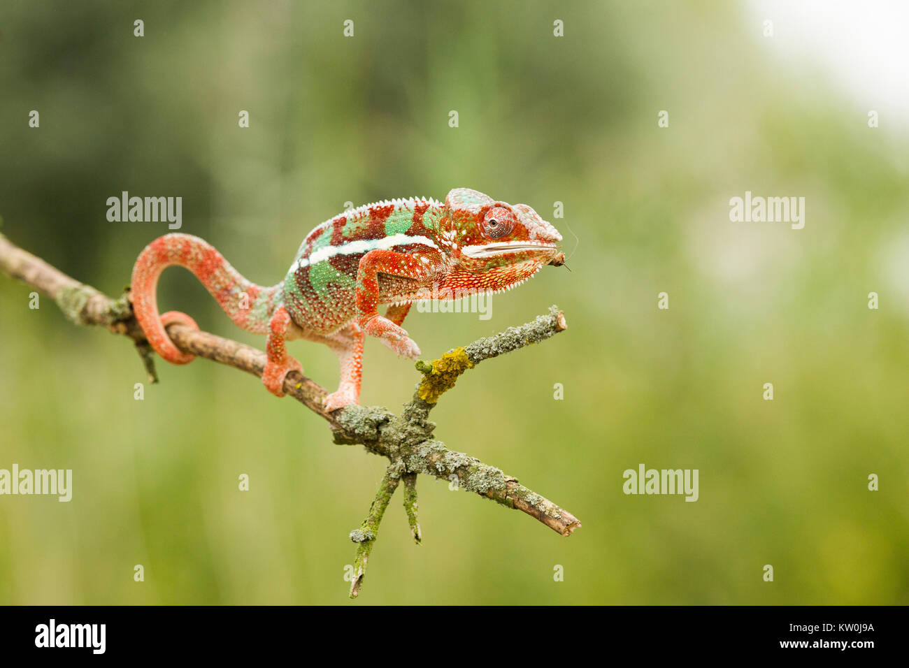 Panther Chameleon, Furcifer pardalis Foto Stock
