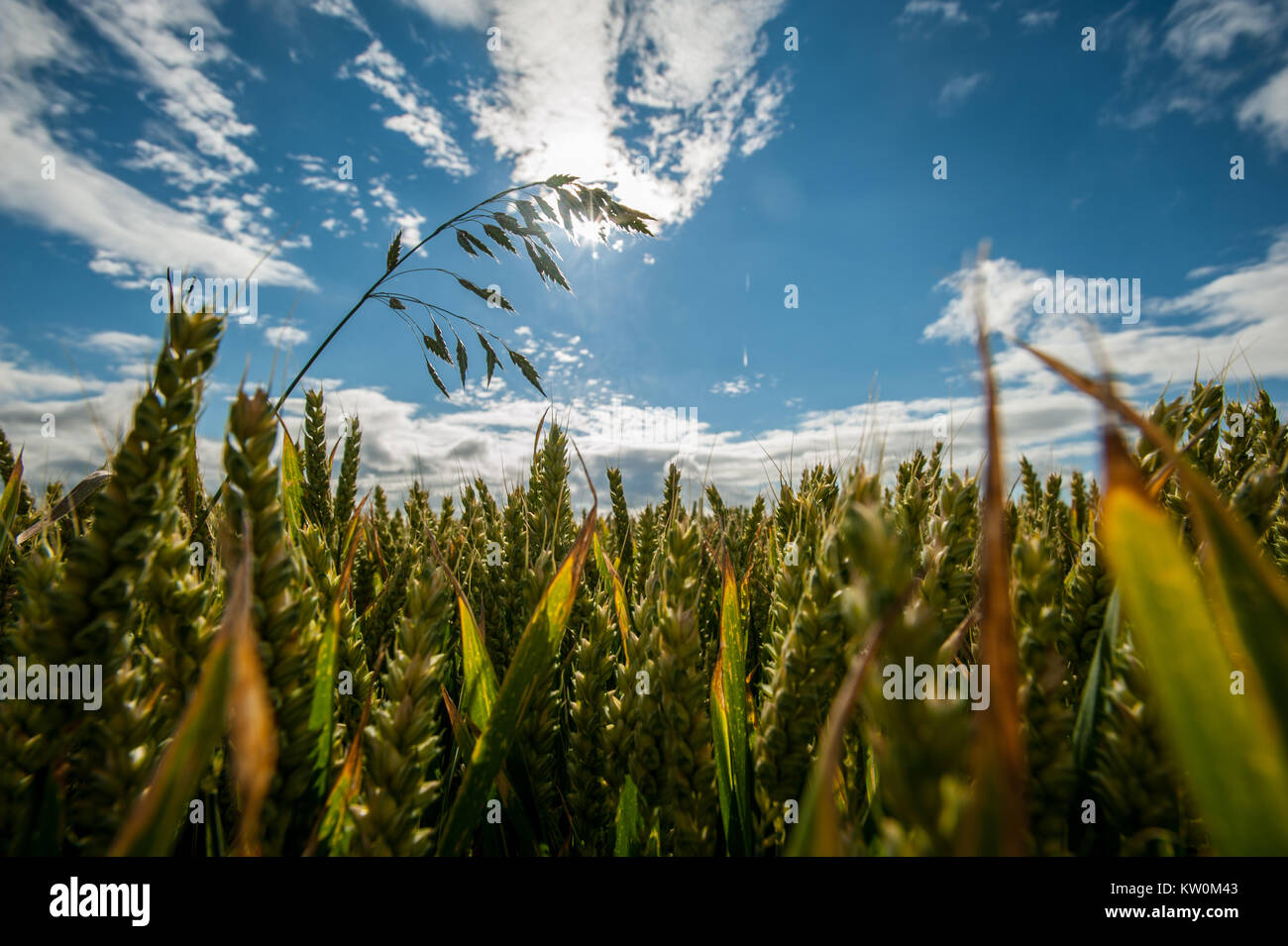 Campi di grano, Inghilterra. Foto Stock