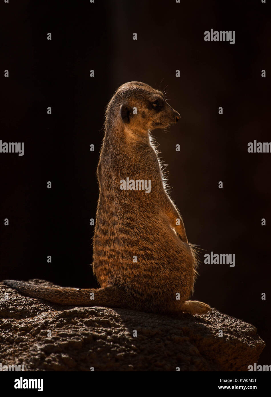 Meerkat Foto Stock