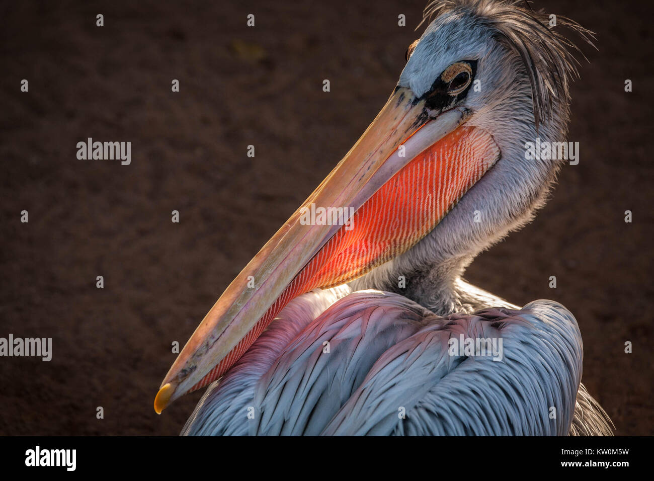 Rosa-backed Pelican Foto Stock