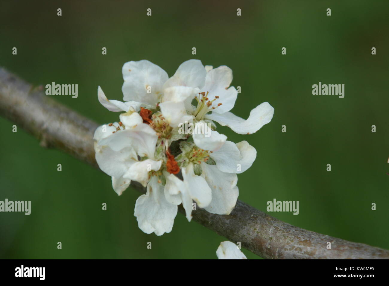 Solo in tarda primavera blossum Apple su un ramo di stretta, Herefordshire Foto Stock