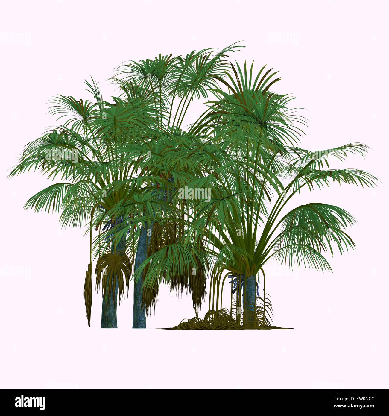 Il Coco de Mer alberi - questo è un palm endemica delle isole di Praslin e Curieuse nelle Seicelle e è l'unico membro del genere Laodicea. Foto Stock