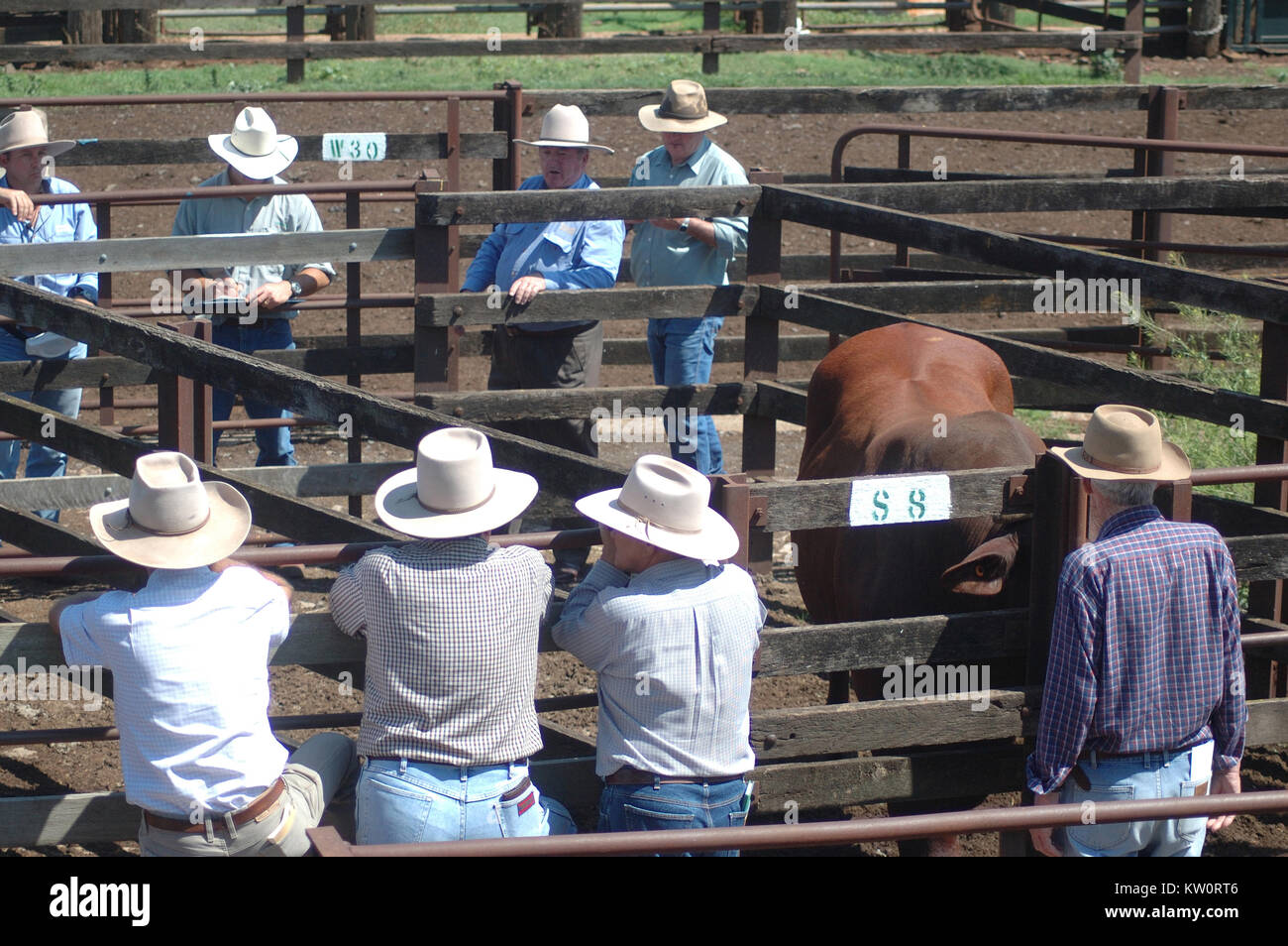 TOOWOOMBA, AUSTRALIA, circa 2009: banditore i prezzi delle chiamate per il bestiame a saleyards, circa 2009 in Toowoomba, Queensland, Australia Foto Stock