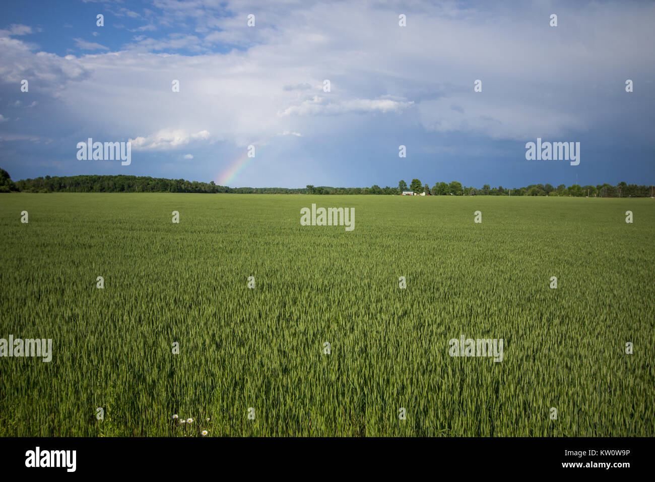 Agricoltura sfondo con copia spazio. Moody sky con rainbow all'orizzonte e gli agricoltori di un verde lussureggiante campo di grano in primo piano. Foto Stock