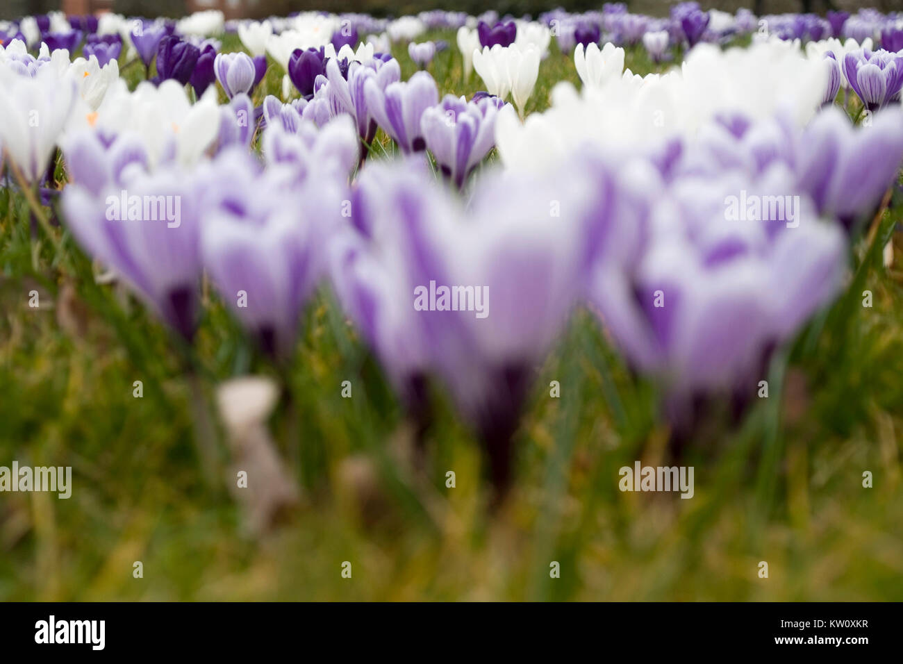 Campo di crochi fioritura in primavera con il colore di primo piano al di fuori della messa a fuoco Foto Stock