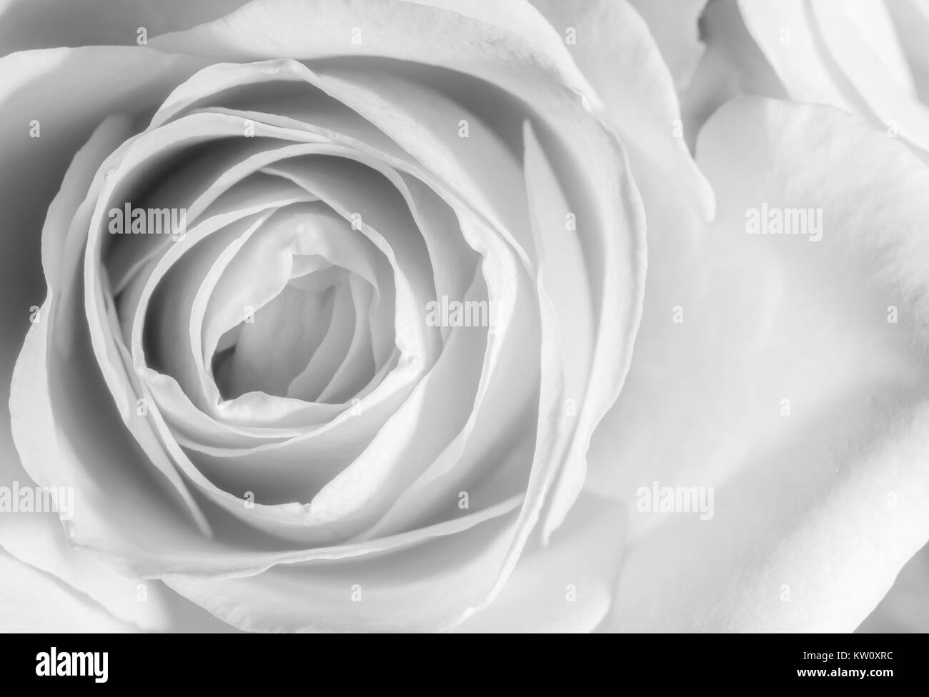 Primo piano di una rosa in bianco e nero Foto Stock