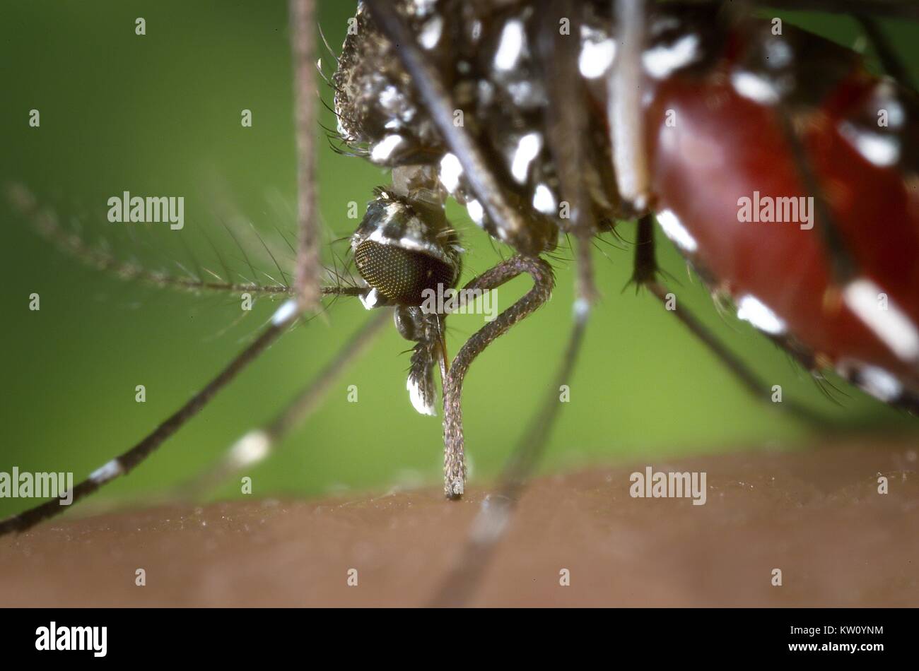 La proboscide di un Aedes albopictus mosquito avanzamento sul sangue umano. In condizioni sperimentali l Aedes albopictus zanzara, noto anche come la tigre asiatica zanzara, ha dimostrato di essere un vettore del virus del Nilo occidentale. Aedes è un genere della famiglia Culicine di zanzare. Immagine cortesia CDC/James Gathany, 2002. Foto Stock