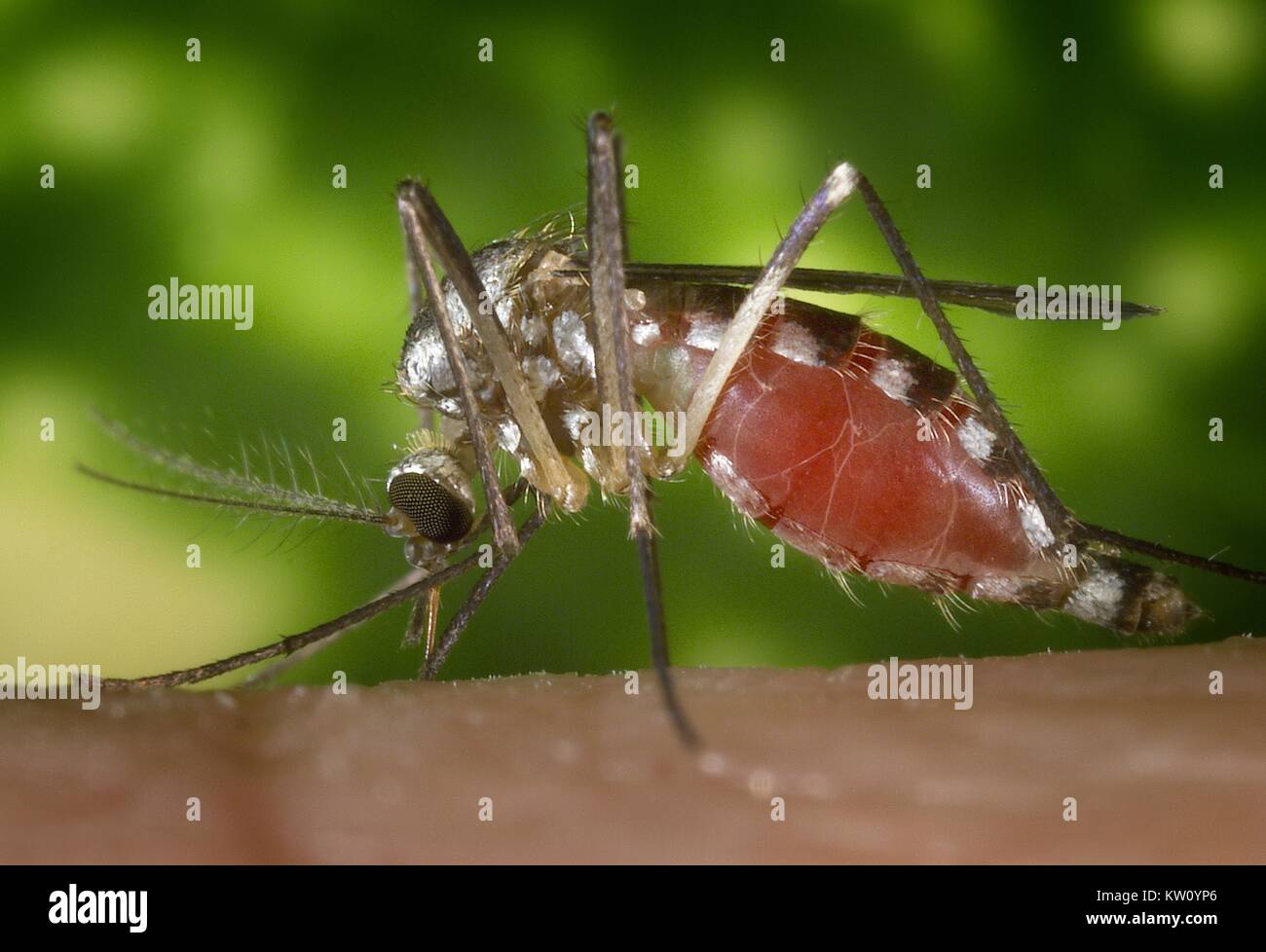Un Ochlerotatus triseriatus alimentazione di zanzara sulla cima di una mano umana. Noto anche come Aedes triseriatus, e comunemente noto come 'treehole mosquito', questa specie è stata identificata nel pool di zanzara riportati come positivi per il virus del Nilo occidentale, ed è anche un vettore di sapere per La Crosse virus. Immagine cortesia CDC/James Gathany, 2002. Foto Stock