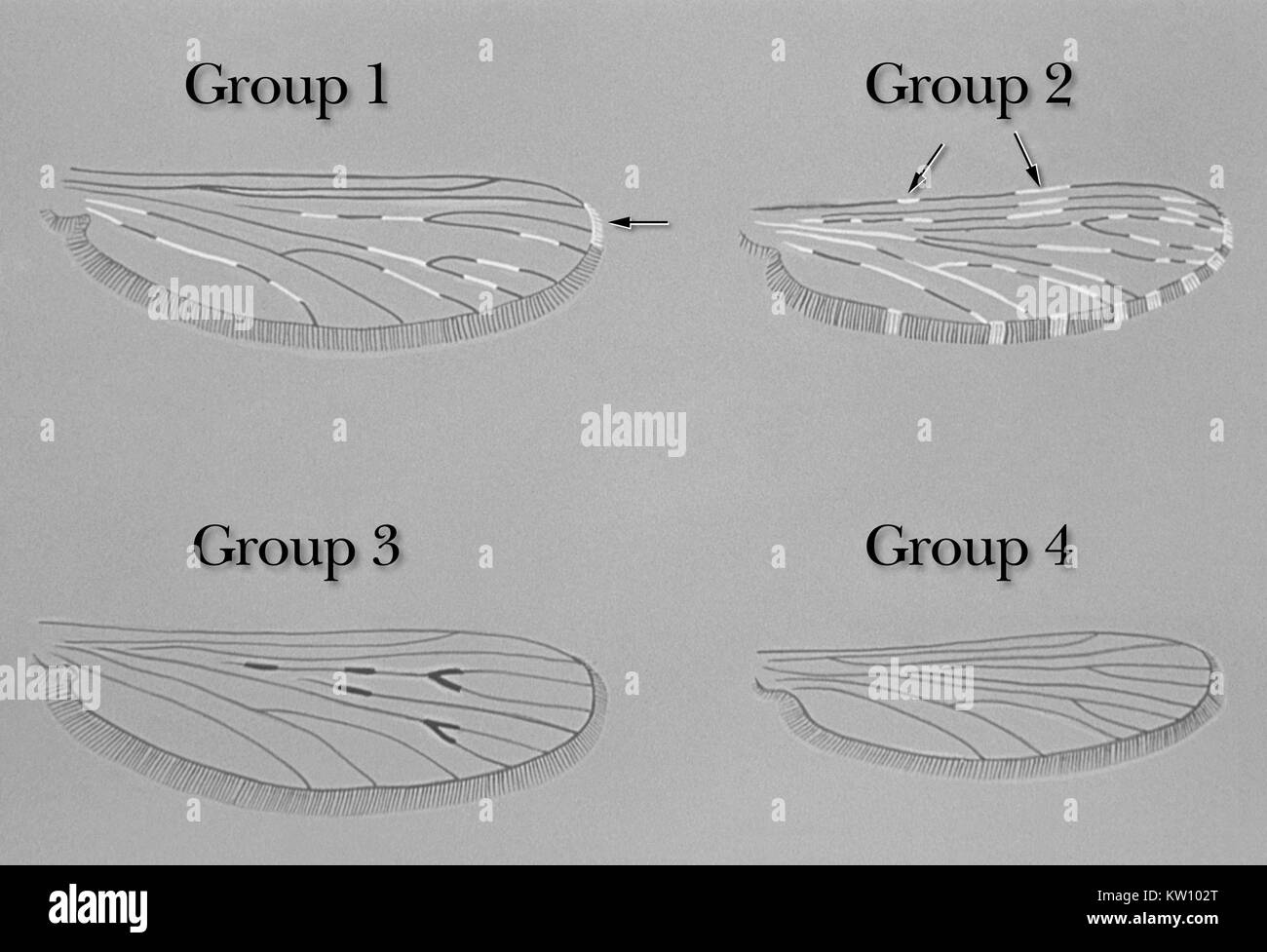 Illustrazione che illustra le variazioni di zanzara anofele modelli di ala. Tra le zanzare Anopheles la venatura delle loro ali rimane costante mentre i motivi di scala subiscono una variazione tra i gruppi 1, 2, 3 e 4. Anopheles gambiae è il mondo più importante vettore per individuare i parassiti della malaria. Immagine cortesia CDC. 1975. Foto Stock