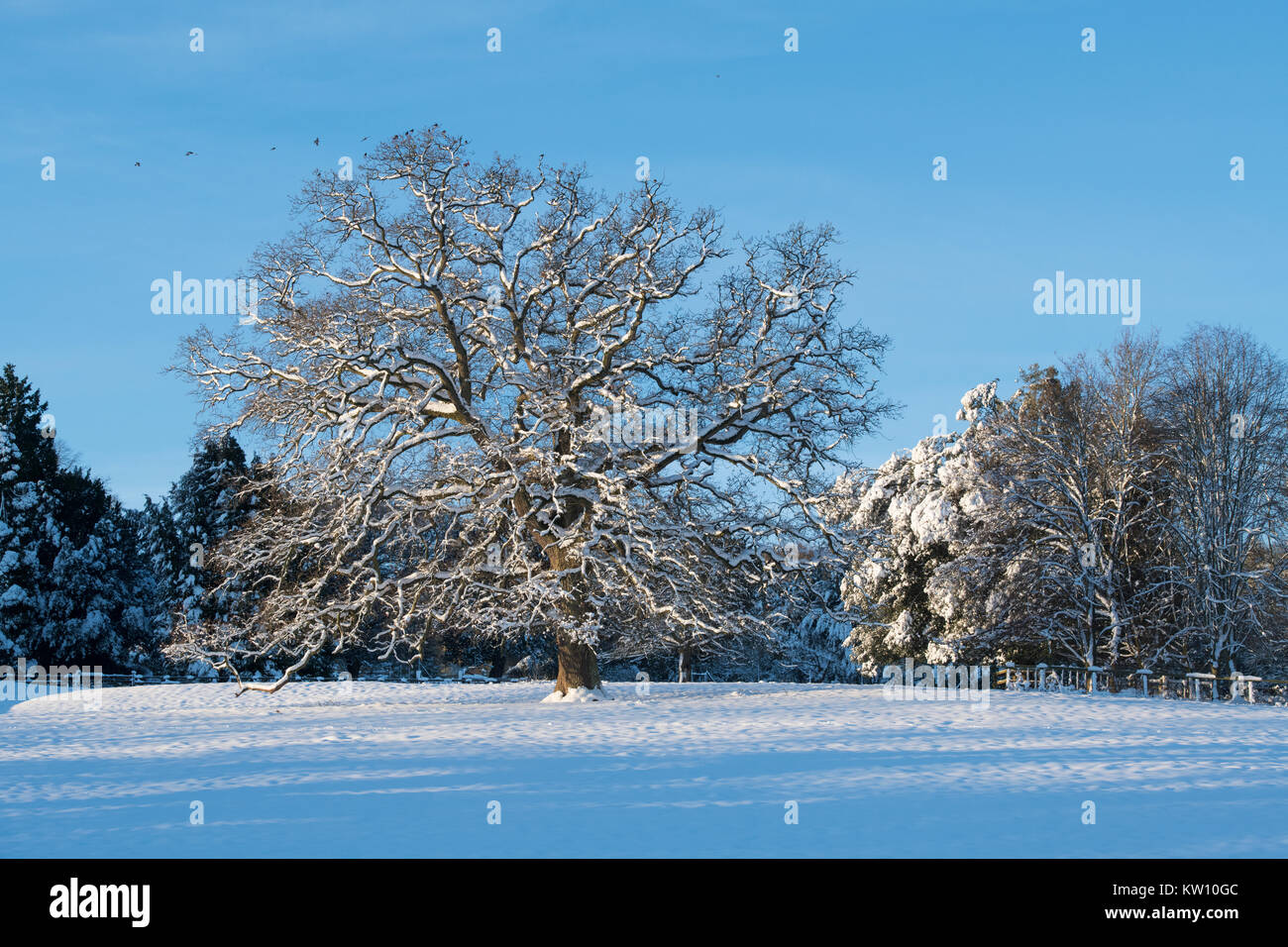 Quercus. Quercia. Alberi invernali nella neve. Cotswolds, Gloucestershire, Inghilterra Foto Stock