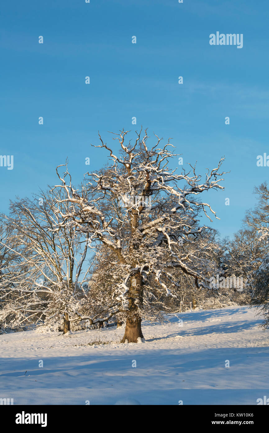 Quercus. Quercia. Alberi invernali nella neve. Cotswolds, Gloucestershire, Inghilterra Foto Stock
