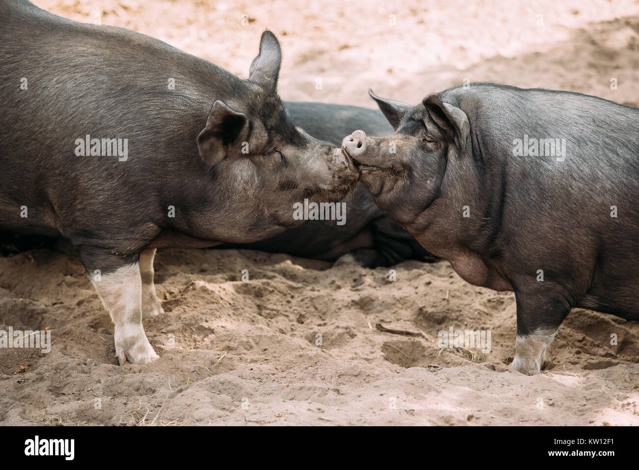 Due maiali domestici gode di baciare ogni altra azienda in cantiere. Grande suino nero appoggiato in sabbia. L'allevamento dei suini è il sollevamento e l'allevamento di suini domestici. Foto Stock