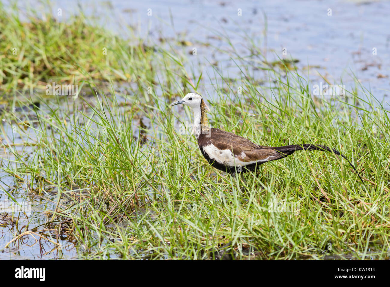 Pheasant-tailed Jacana - Hydrophasianus chirurgus camminando sulla vegetazione galleggiante, lago, Sri Lanka Foto Stock