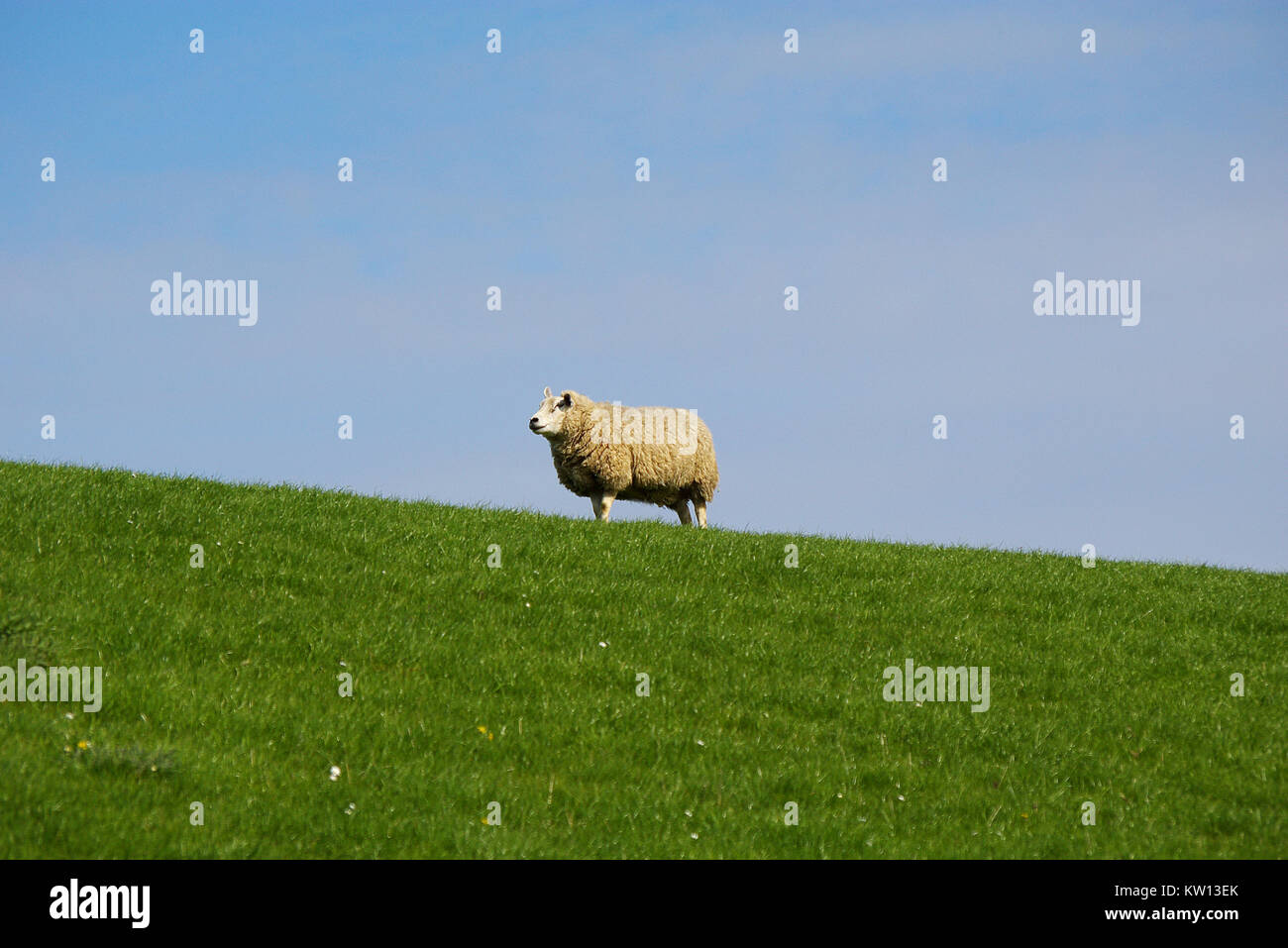 Pecore sulla parte superiore di un seawall Foto Stock