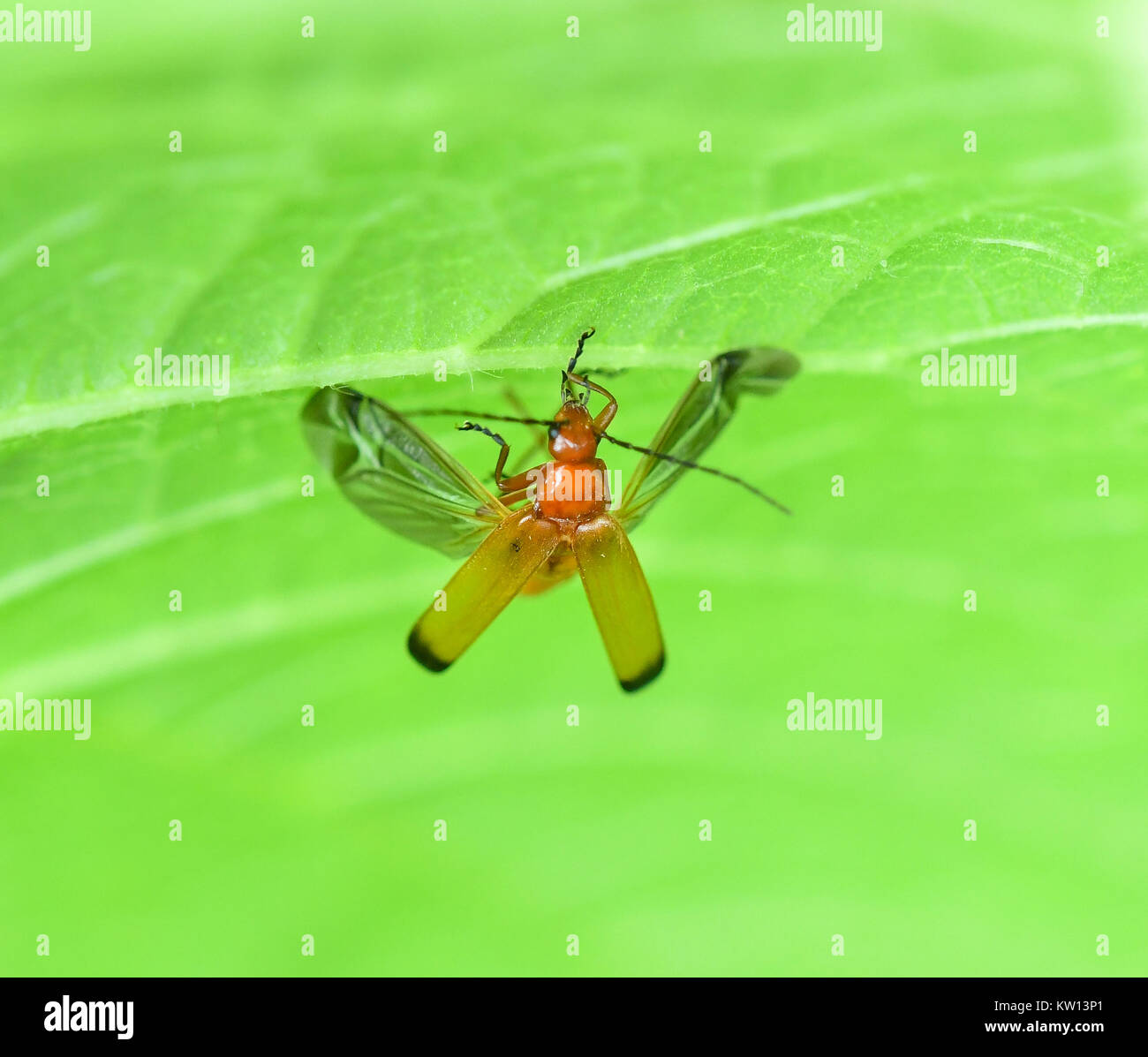 Soldato beetle con tutte le sue ali stese Foto Stock