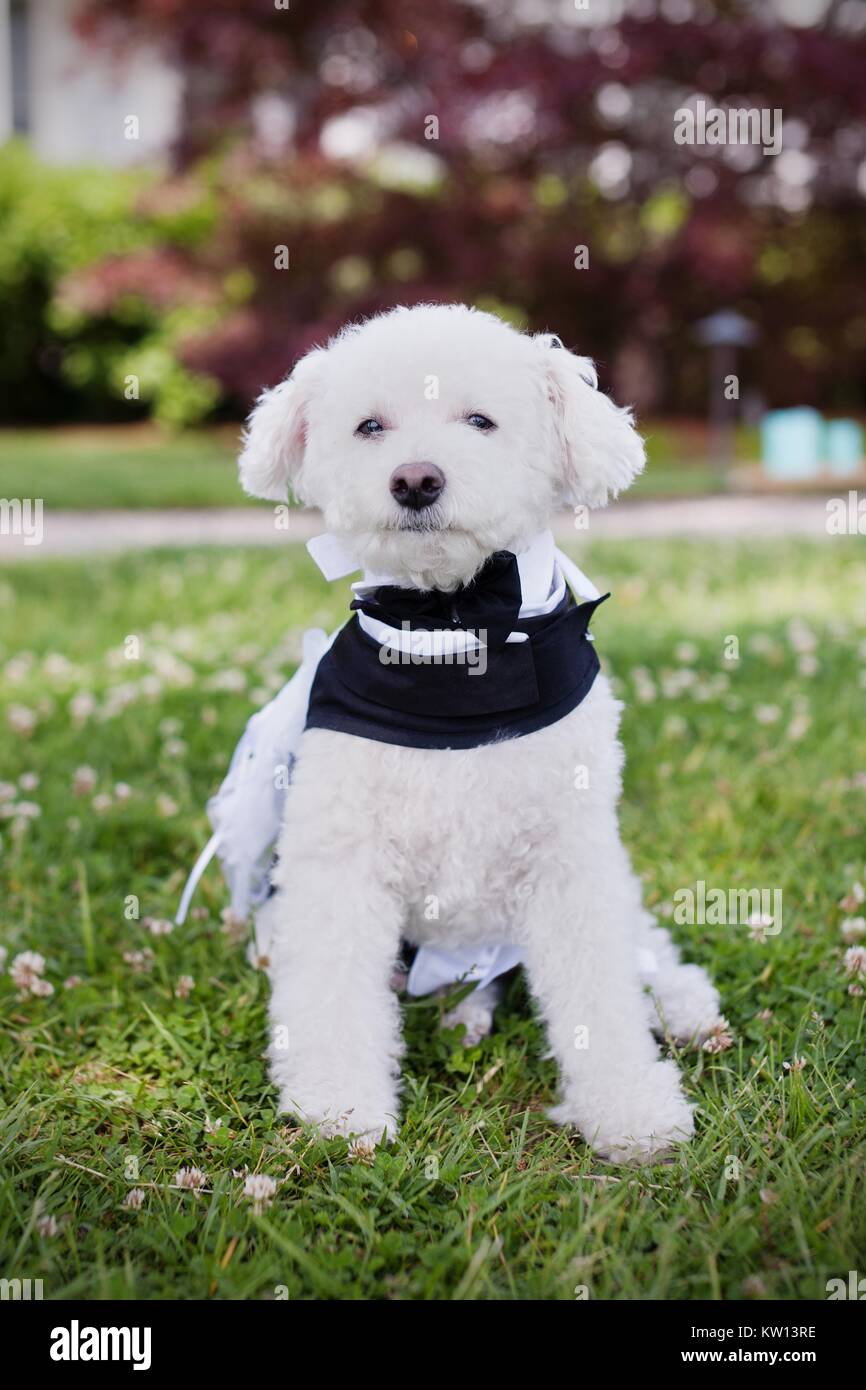 Fotografia di un Bichon Frise cane seduto in posizione eretta e indossando uno smoking su un prato erboso, 2011. Immagine cortesia Morgan Yang. Foto Stock