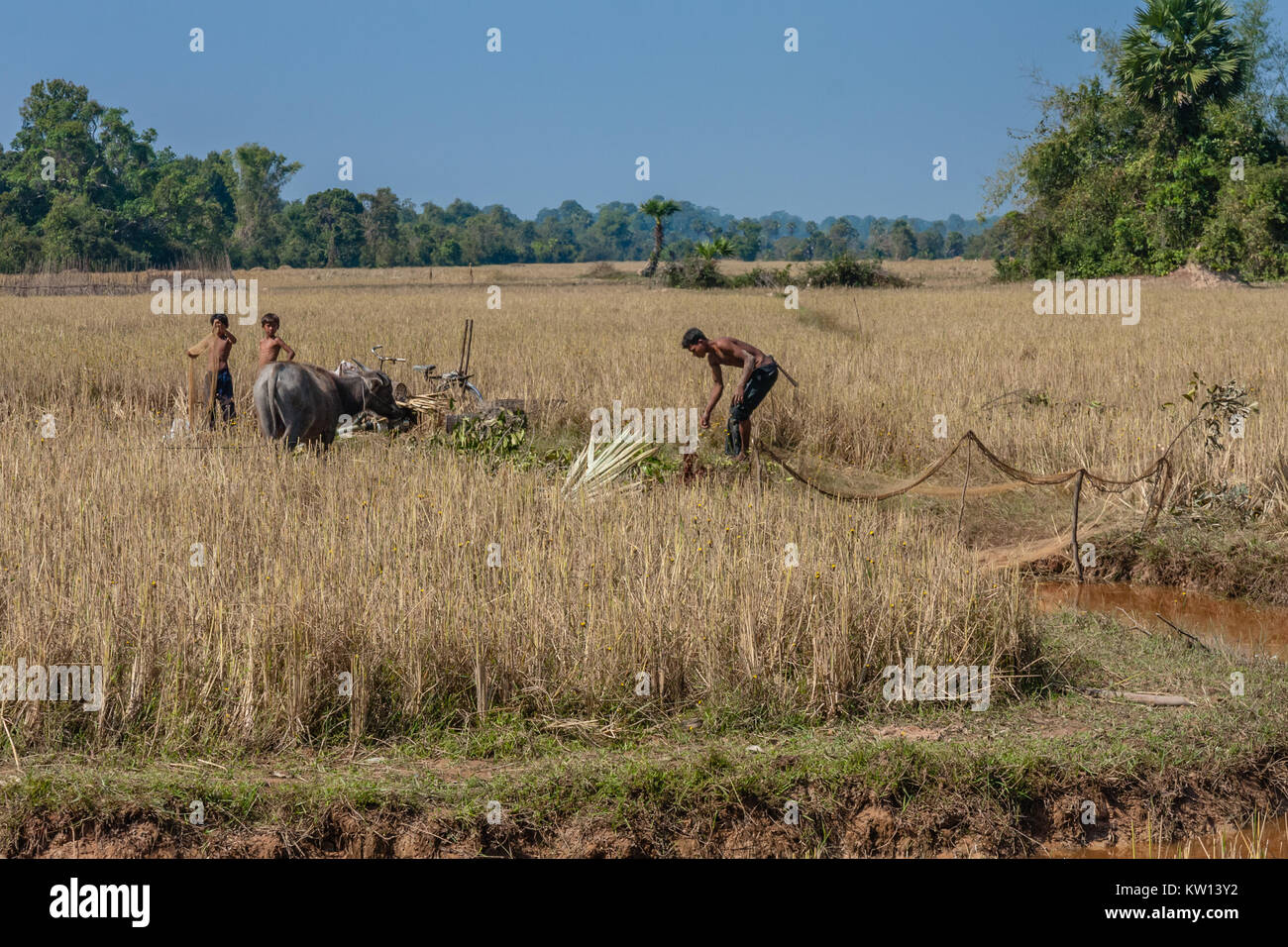 Un cambogiano di famiglia di contadini al lavoro in campo Foto Stock