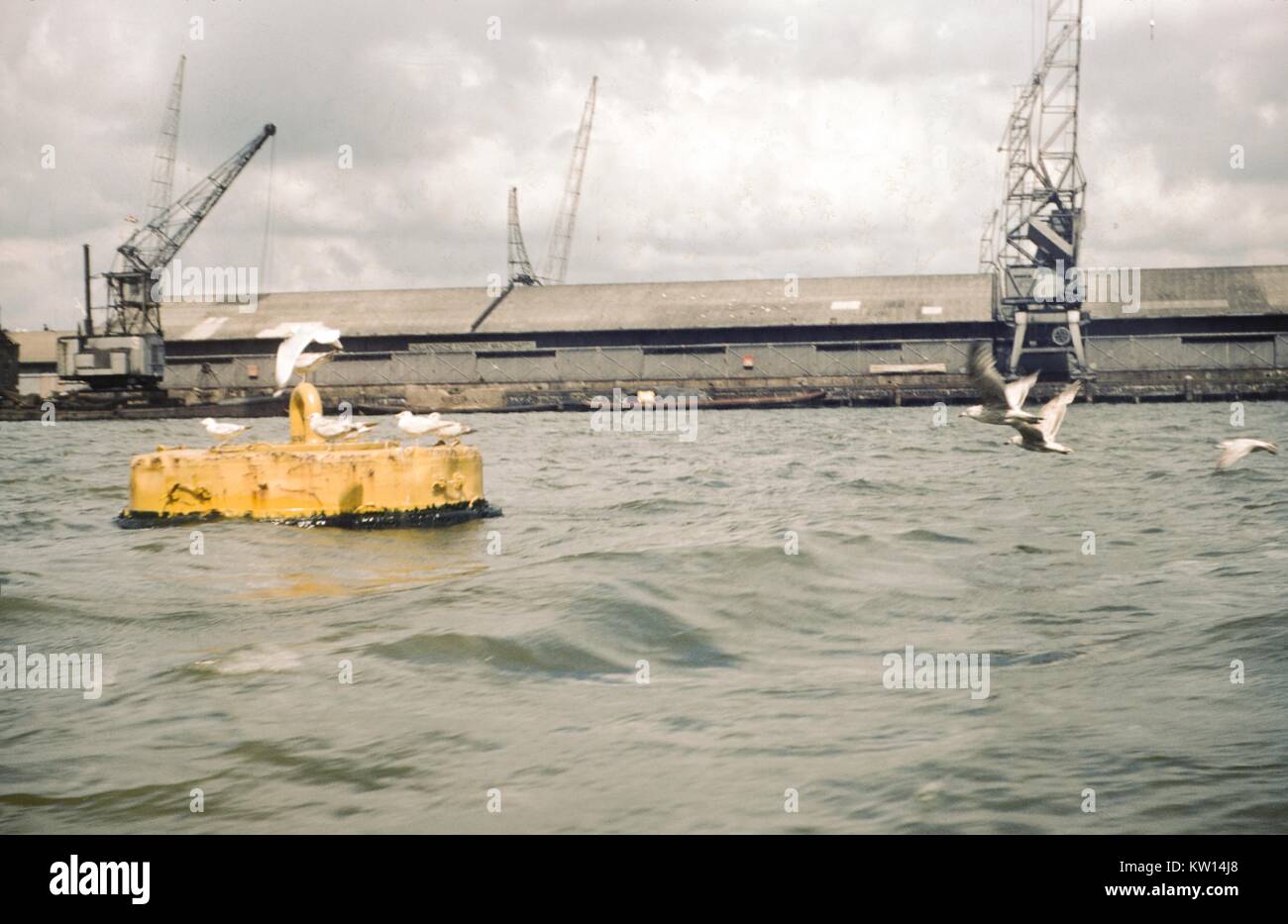 Gantry cranes, una boa e gabbiani su nuvoloso giorno nel porto di Amsterdam, Paesi Bassi, 1952. Foto Stock