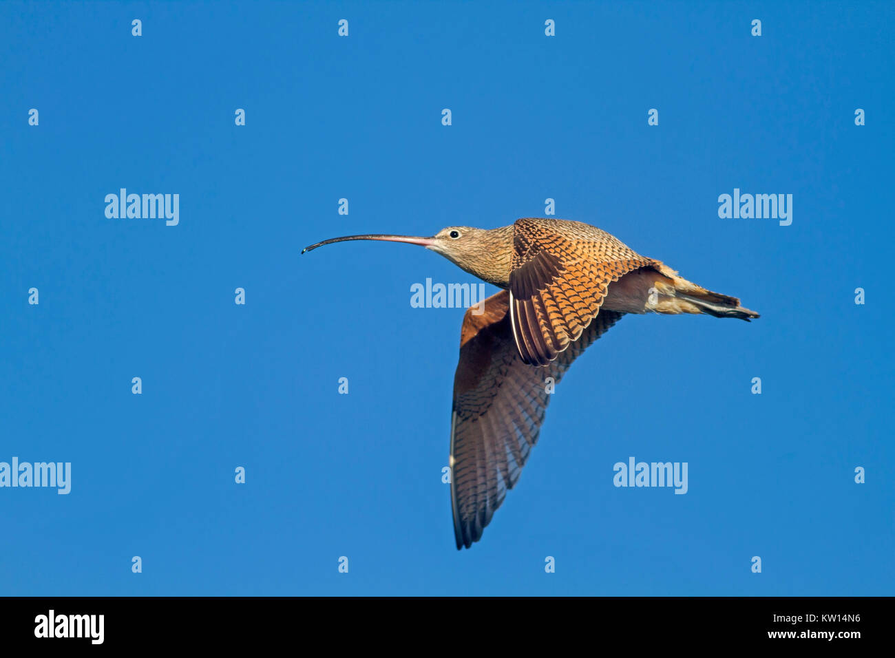 Stati Uniti, California, a lungo fatturati Curlew in volo (Numenius americanus) Foto Stock