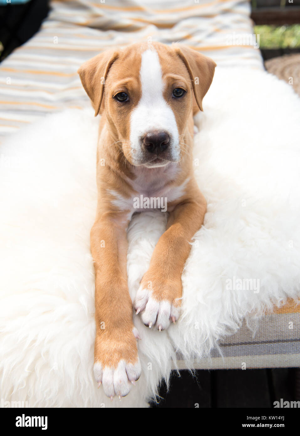 Poco adorabile cucciolo sul lettino per esterni su soleggiate giornate estive Foto Stock