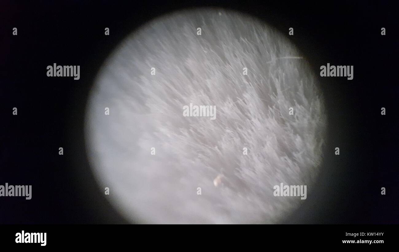 Luce di immagine al microscopio a circa 30x di ingrandimento che mostra poliestere sintetico fibre tessili, 2016. Foto Stock