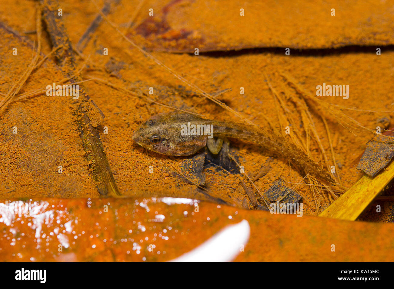 Indian Skipper Frog tadpole, Skittering Rana, Euphlyctis cyanophlyctis. Pondicherry, Tamil Nadu, India. Si tratta di un marroncino pallido rana viscido opener Foto Stock