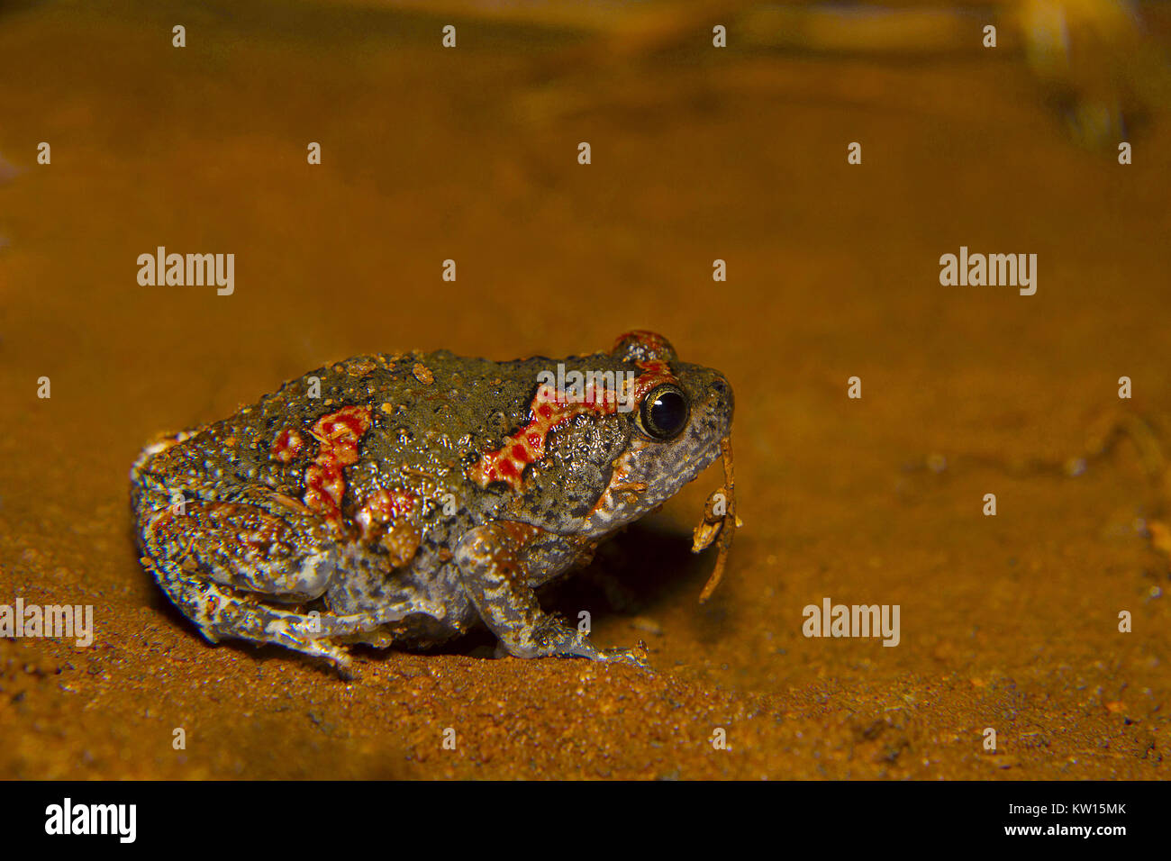 Sri Lanka rana dipinta, Kaloula taprobanica. Bangalore, Karnataka, India.Descrizione : Questo frog è metà della dimensione del rospo comune. Esso è di colore grigio a b Foto Stock